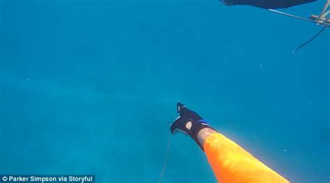 Terrifying moment a reef shark attacks a spearfisherman | Daily Mail Online