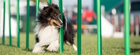 15 Best Dog Agility Equipment Kits in 2020 (For Beginners and Advanced)