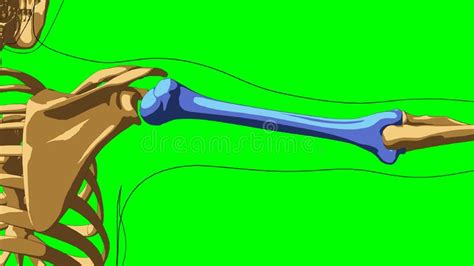 Human Face Muscle Anatomy for Medical Concept 3D Looped Animation Stock Illustration ...