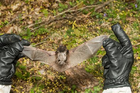 Why Bat Removal Services are So Important | Bat Removal Indiana