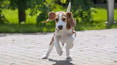 300+ Most Popular Beagle Names