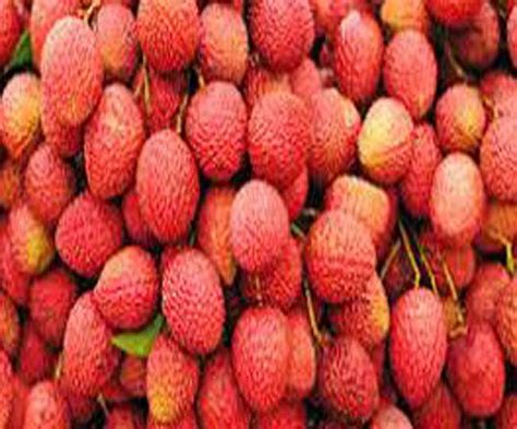 muzaffarpur famous shahi litchi sent to new delhi by special train