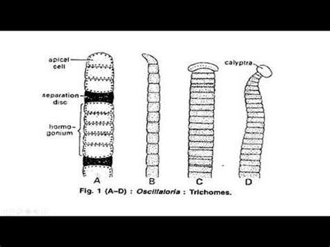 BSC Part 1 Oscillatoria and Nostoc Structure and Reproduction - YouTube