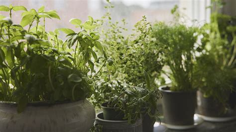 Indoor herb garden ideas – how to display herbs artfully and practically in your home