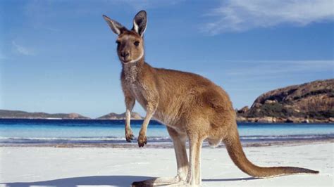 4 Main Types of Kangaroos » Learn More Interesting Facts