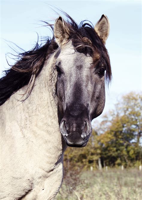 Free Images - horse stallion konik horse