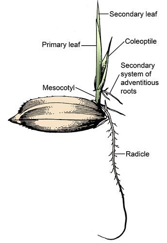 Mesocotyl | Part of the image collection of the Internationa… | Flickr