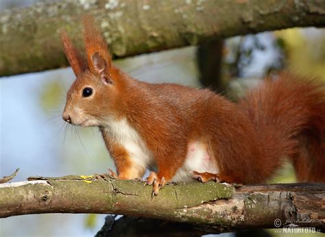 Red Squirrel Photos, Red Squirrel Images, Nature Wildlife Pictures | NaturePhoto