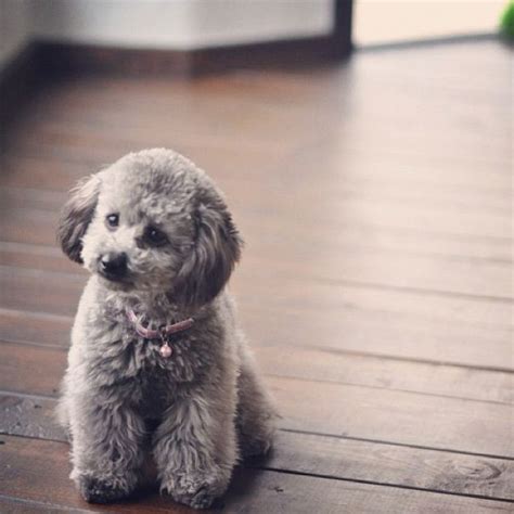 Grey poodle | Poodle puppy, Cute dogs, Puppies