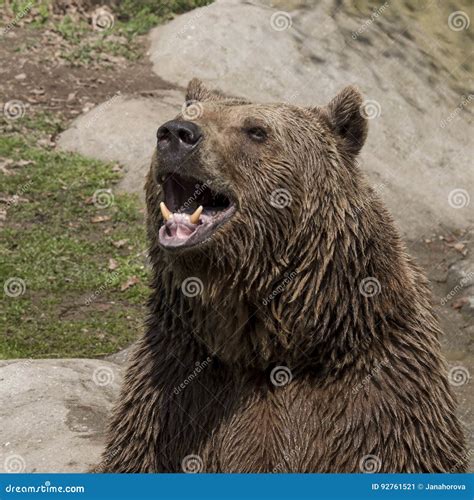 Brown bear roar stock image. Image of foot, tooth, nose - 92761521