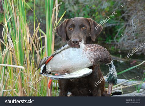 Chocolate Labrador Retriever Hunting Ducks Stock Photo 48110395 : Shutterstock