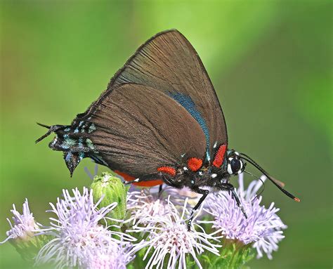 Great Purple Hairstreak Butterfly, description, size, photographs