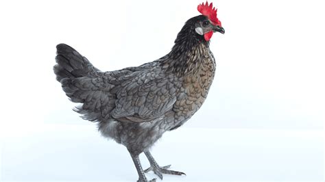 Delaware Chicken Eggs: Guide and FAQ - Farmpertise