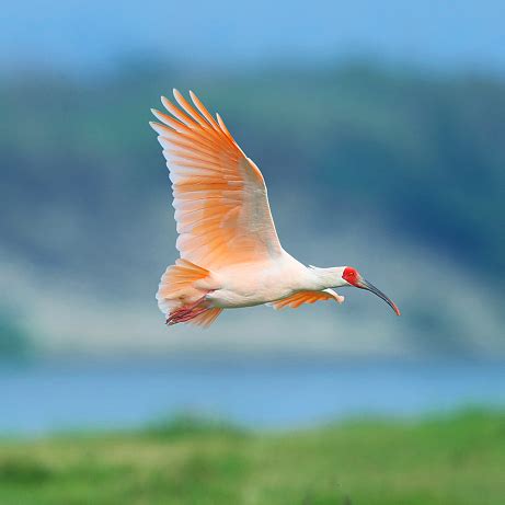 Crested ibis are again thriving in the wild - CGTN