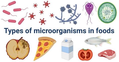 Food Spoilage- Types of microorganisms in foods with examples | Food ...