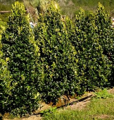 Different Types Of Evergreen Trees | Complete Buying Guide for Evergreen Trees