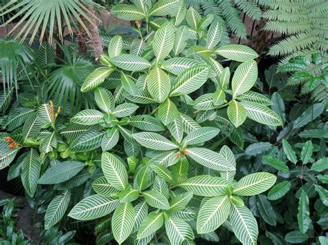 Sanchezia speciosa ‘Tahitian Breeze” – Brian's Botanicals