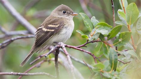 Alder Flycatcher | Audubon Field Guide