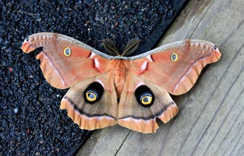 Niki Jabbour - The Year Round Veggie Gardener: Giant Silk Moth!