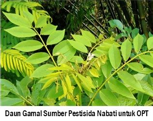 Daun Gamal Sebagai Sumber Pestisida Nabati