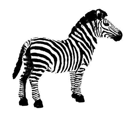 Zebra Clipart Free Stock Photo - Public Domain Pictures