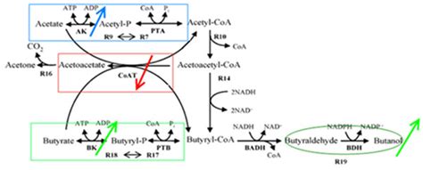 Illustration of the influences on butanol production originated from... | Download Scientific ...