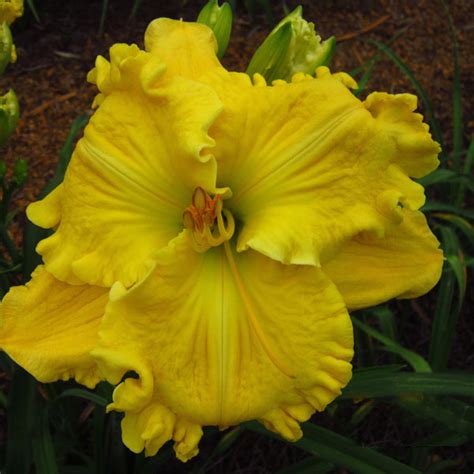 HEAVENLY SUNRISE | Bell's Daylily Garden