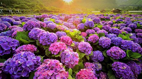 Beautiful Pink Purple Flowers Field With Sunbeam HD Spring Wallpapers | HD Wallpapers | ID #68855