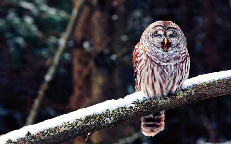 25 Perfectly Captured Photos Of Animals in Snow - Snow Addiction - News about Mountains, Ski ...
