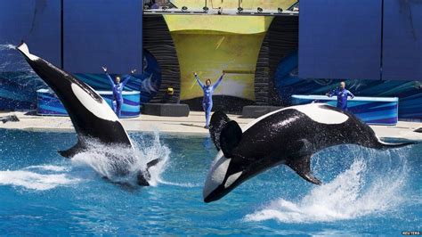 The story of SeaWorld's Shamu killer whales - BBC News