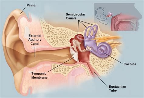 Human Body - Ears - AviationKnowledge