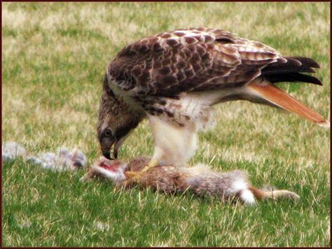 The hawk eats his rabbit | The circle of life; at about a ga… | Flickr