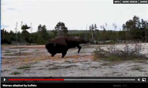 Yellowstone Bison Attack More Complicated Than Initially Reported - Yellowstone Insider