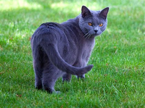 What are Blue Cats? - Explore Cats