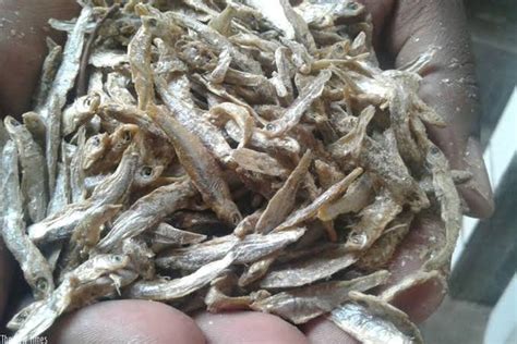 How to Farm and Care for Silver Cyprinid Fish (Rastrineobola argentea) - Agric4Profits