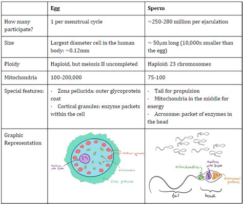 Human Egg Cell And Sperm