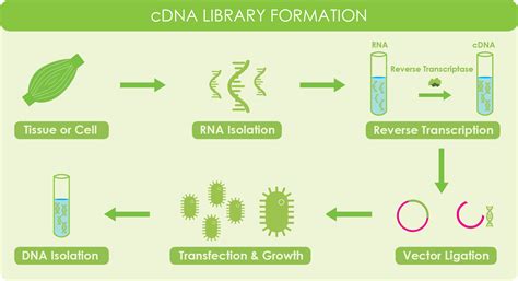 Reverse Transcriptase & cDNA Overview & Applications | GoldBio