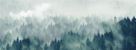 Green Mist Forest Wallpaper Mural | Ever Wallpaper UK