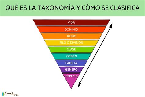 Clasificacion De Los Seres Vivos Taxonomia Que Es Definicion Y Images ...