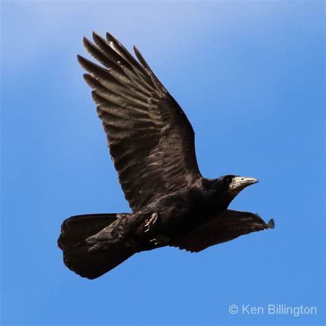 Rook Corvus frugilegus | Focusing on Wildlife