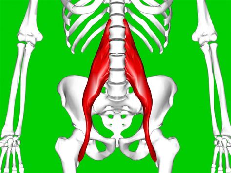 Hip flexor strain: Symptoms, causes, and treatment