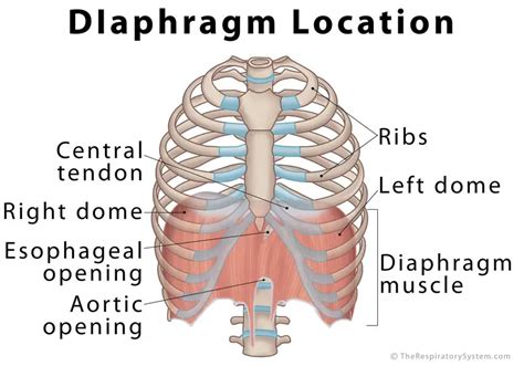 Diaphragm: Definition, Location, Anatomy, Function, Diagram