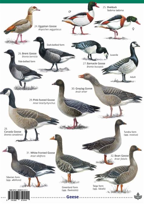 Ducks geese and swans guide – Field Studies Council