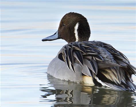 U.S. House Panel Recommends Decrease in Waterfowl Habitat Funding | OutdoorHub