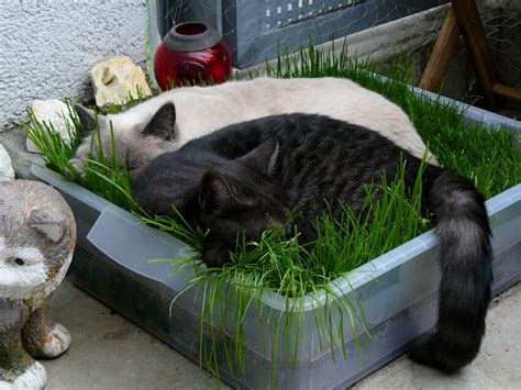 How to Make an Indoor Grass Lounge for Your Cat - homeyou