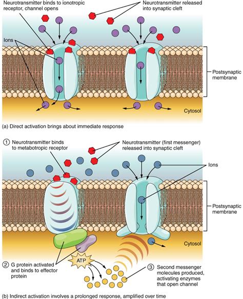 Synapses – Introduction to Sensation and Perception