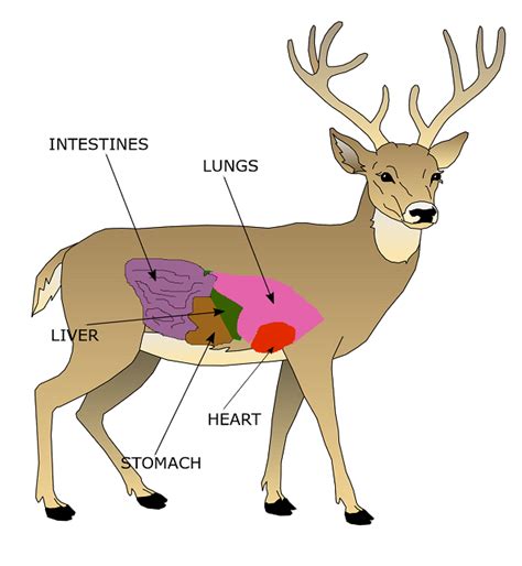 +21 Deer Anatomy For Hunters 2022 | PeepsBurgh.Com