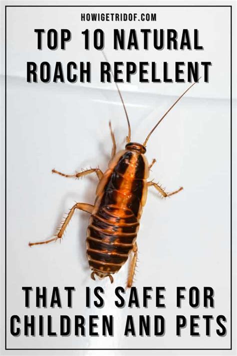 Top 10 Natural Roach Repellent Products That Are Safe For Children and Pets - How I Get Rid Of