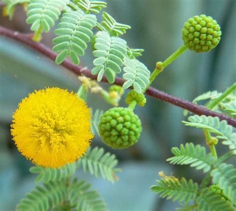 National Flower of Australia | Acacia Flower of Australia | National Flowers by Country