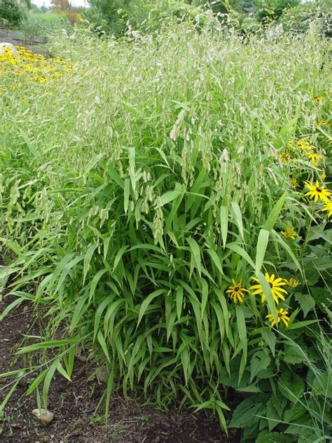 best plant food for vegetable garden Prevent vole hole & runway damage to your yard or garden ...